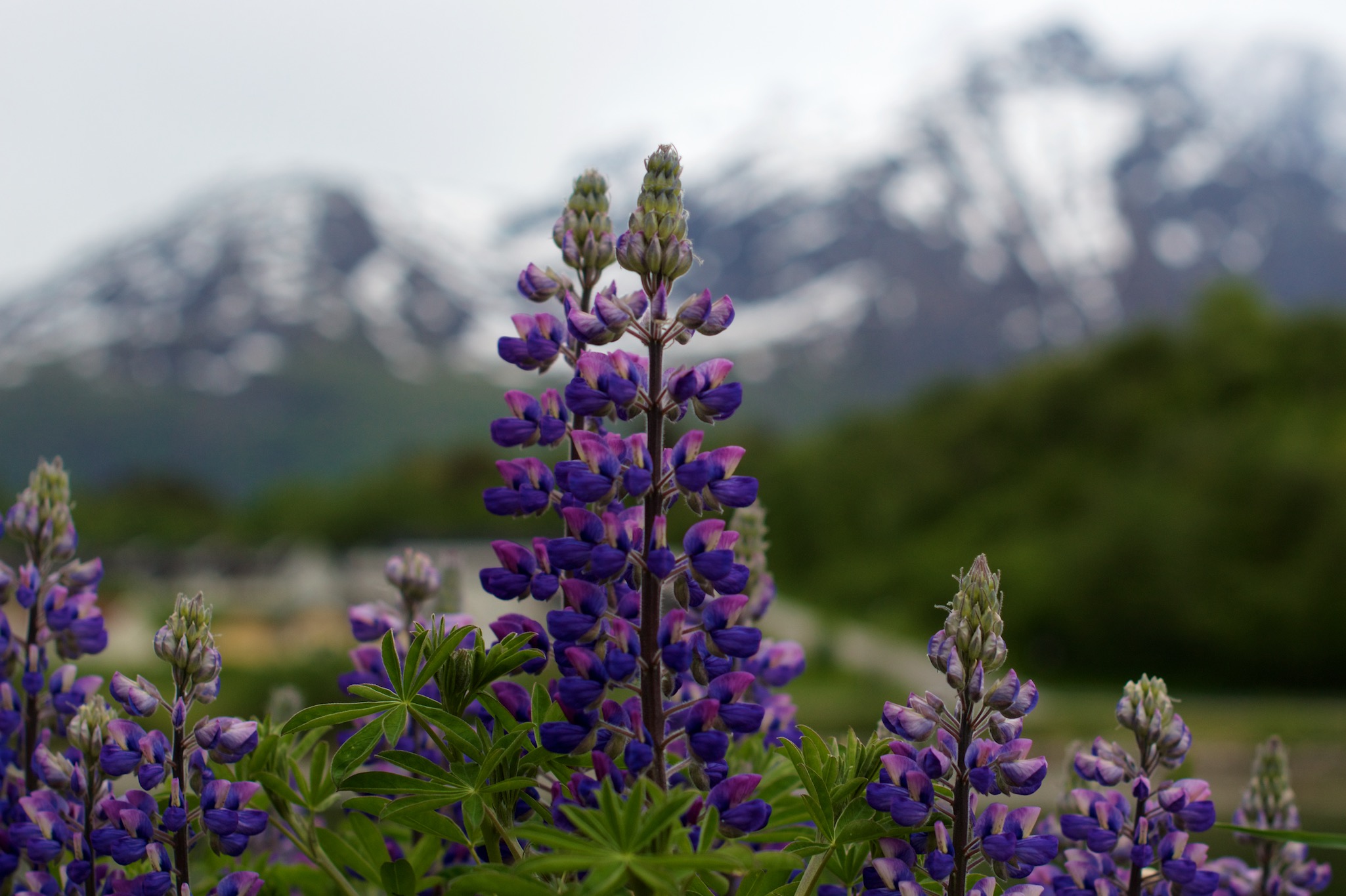 Lupine and Mountain in Rauma, Norway