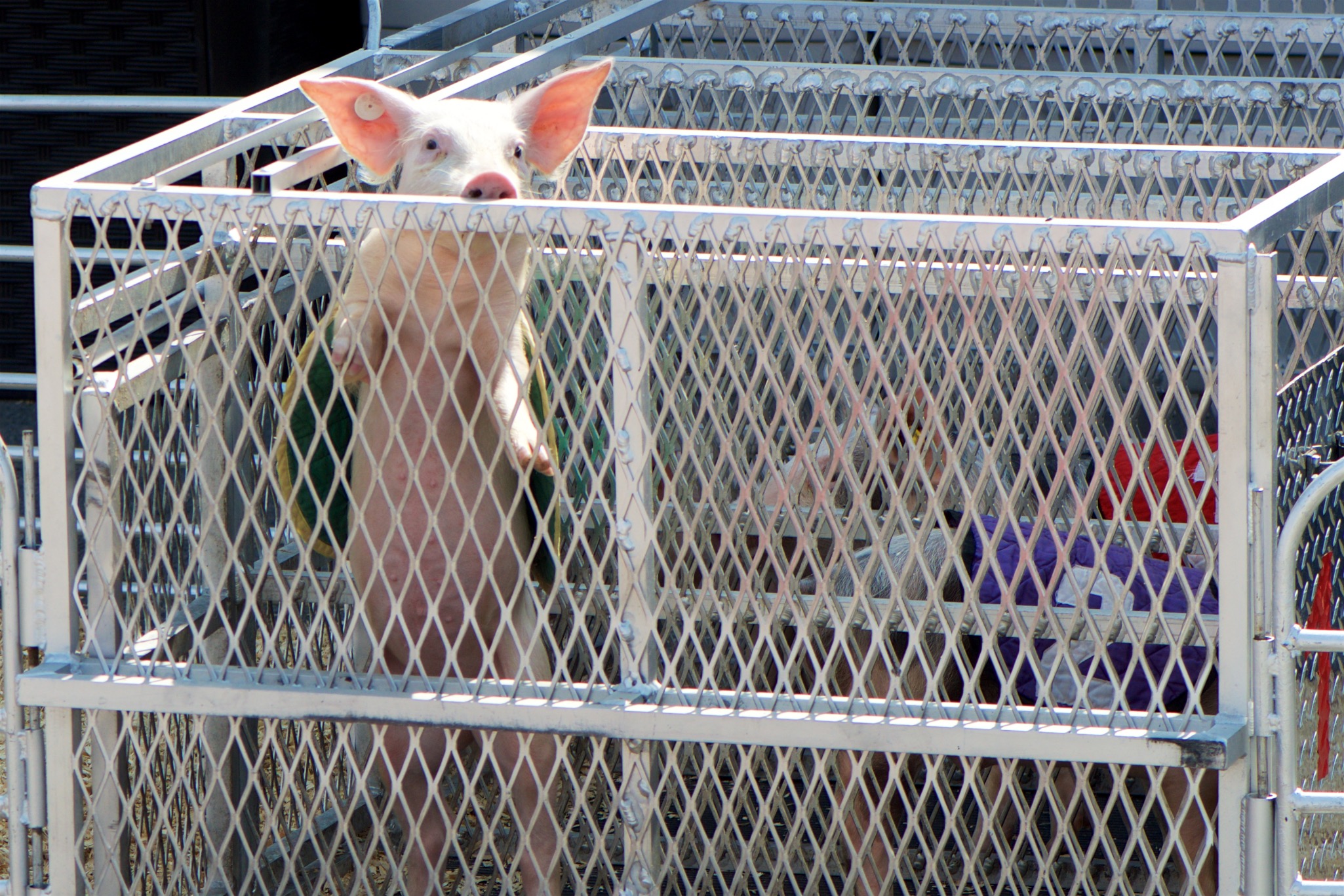 Pig Racing at the New York State Fair in Syracuse, New York