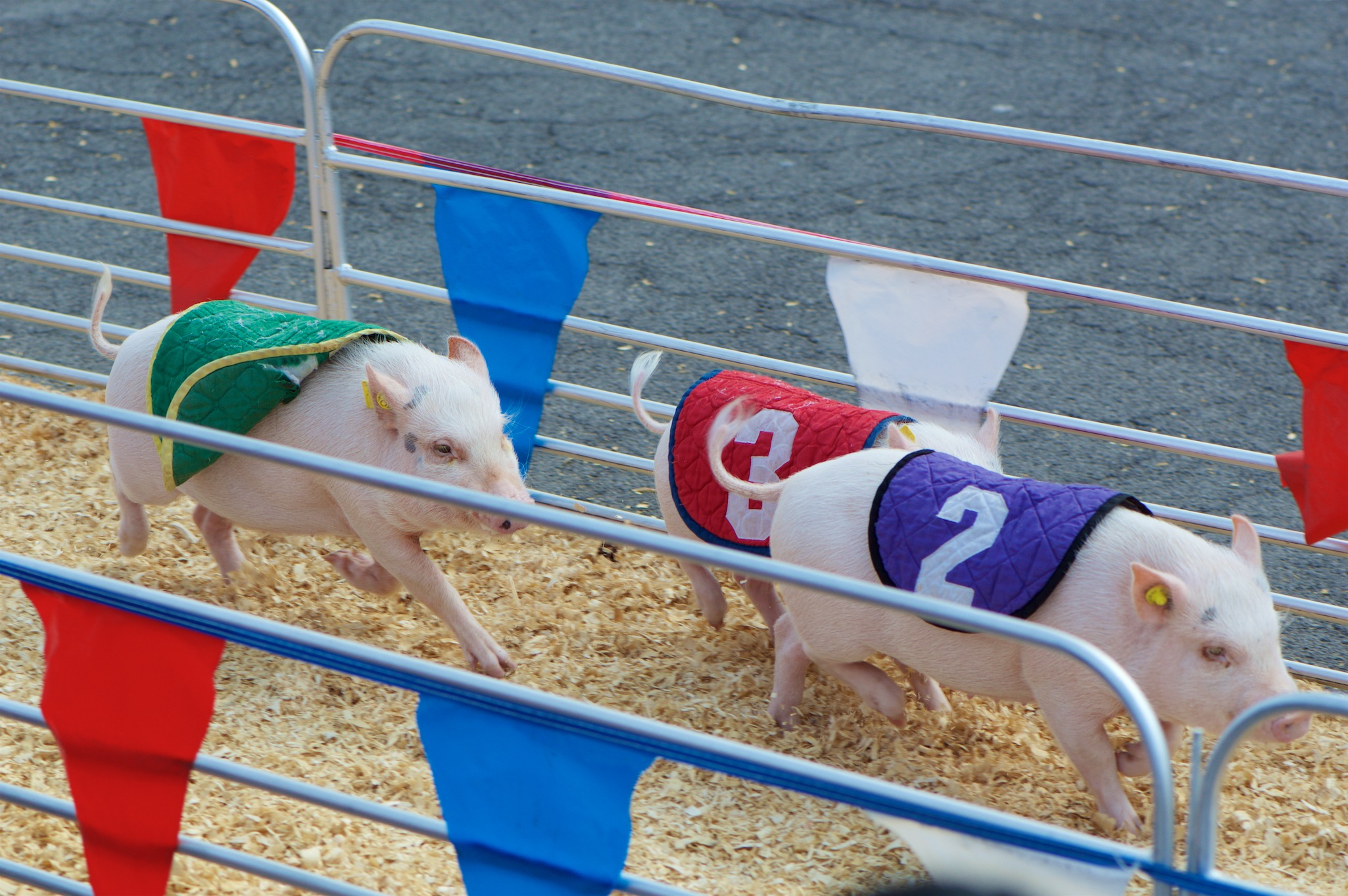 Pig Racing at the New York State Fair in Syracuse, New York