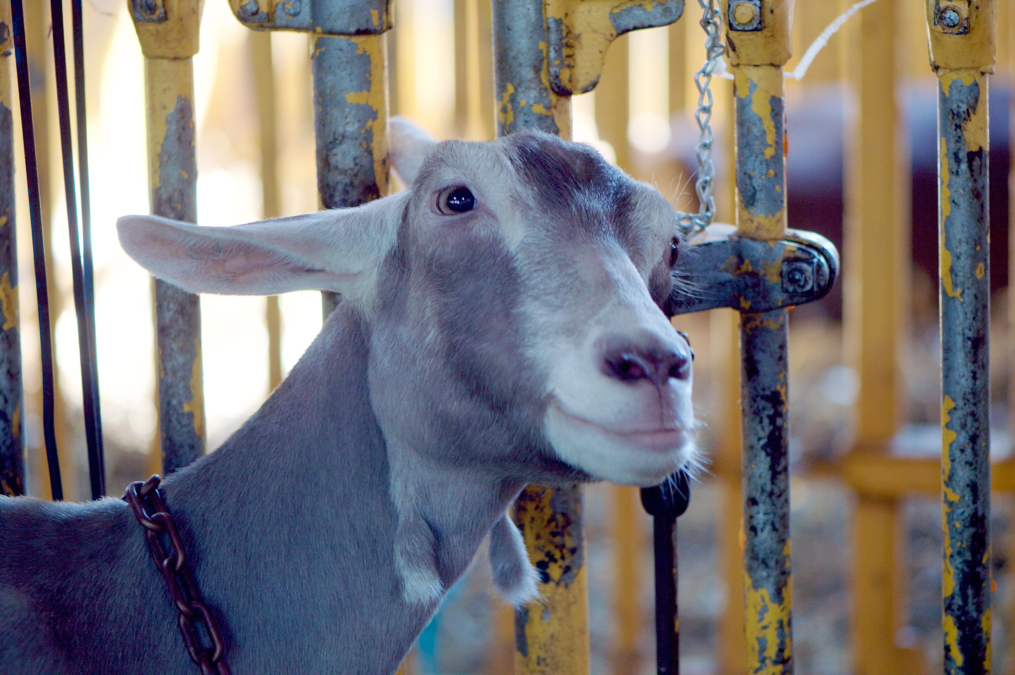 Goat at the New York State Fair in Syracuse, New York