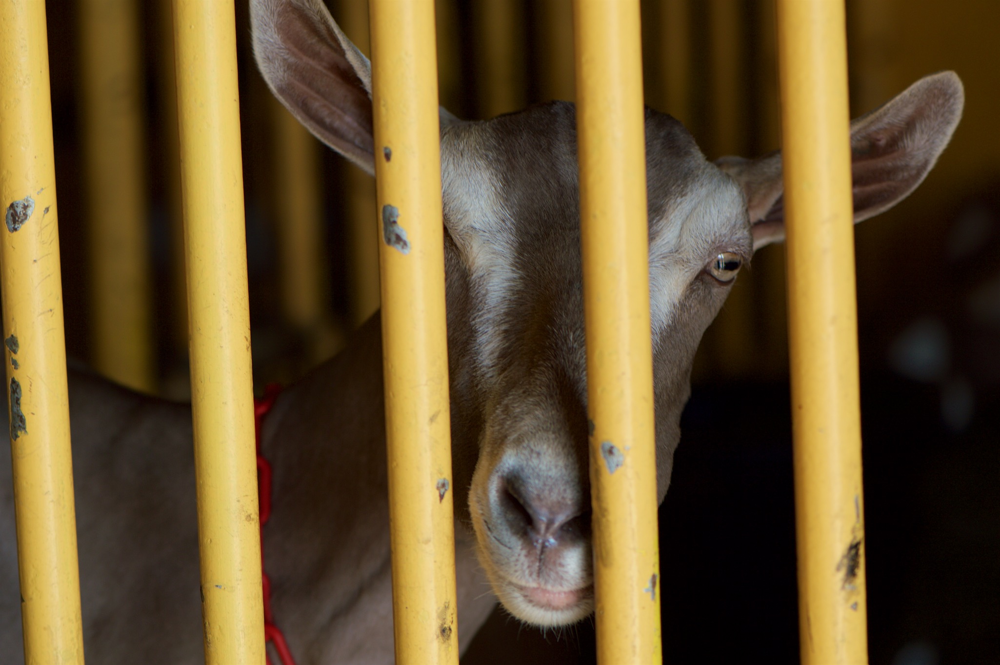 Goat at the New York State Fair in Syracuse, New York